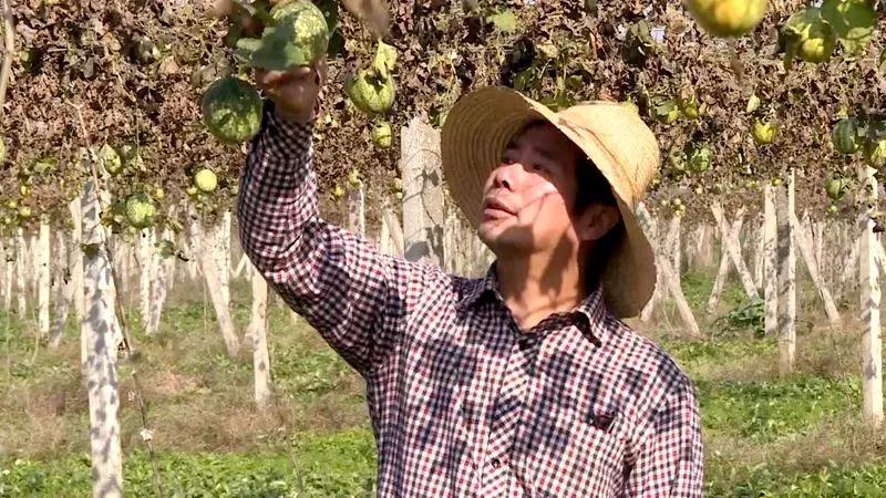 “小瓜子”鼓起公安农户“荷包”! “小瓜子”鼓起公安农户“荷包”!