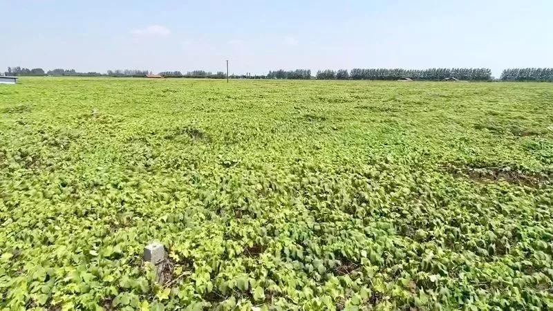 “小瓜子”鼓起公安农户“荷包”! “小瓜子”鼓起公安农户“荷包”!