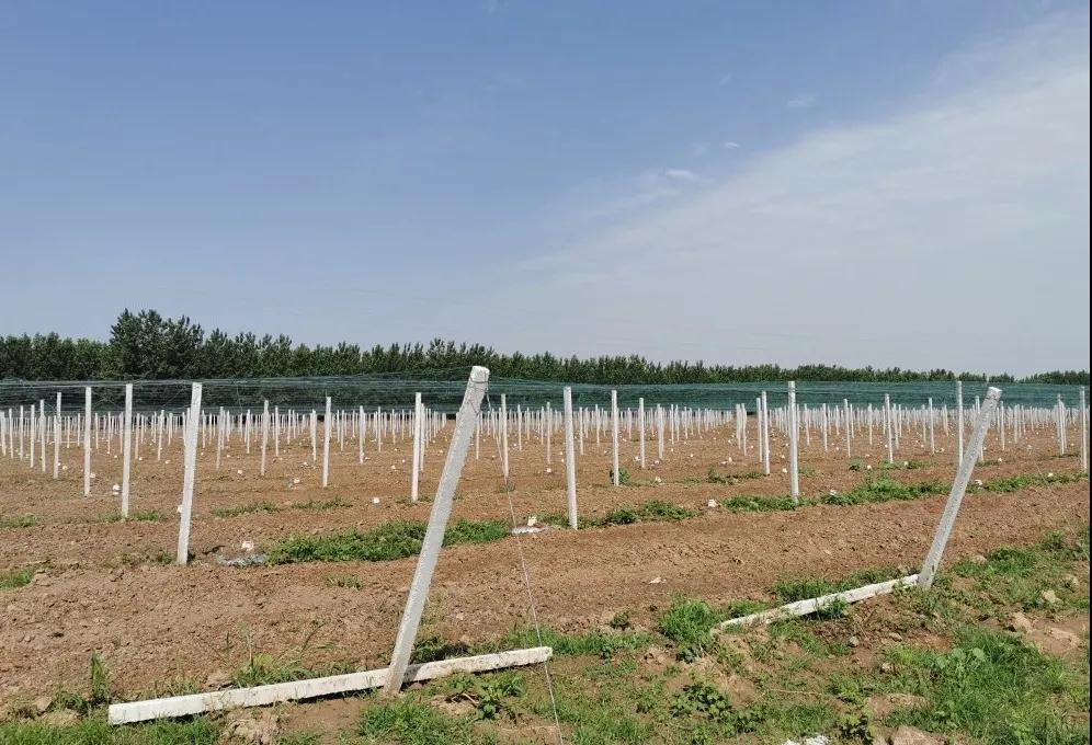 3400亩!公安这个村建成全省最大的连片种植基地 3400亩!公安这个村建成全省最大的连片种植基地