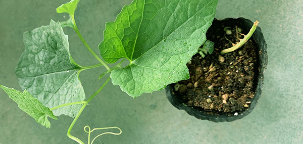 吊瓜幼苗期的种植管理 吊瓜幼苗期的种植管理